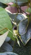 Image of Ipomoea grandifolia (Damm.) O'Donell