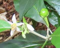 Image de Solanum goetzei Damm.