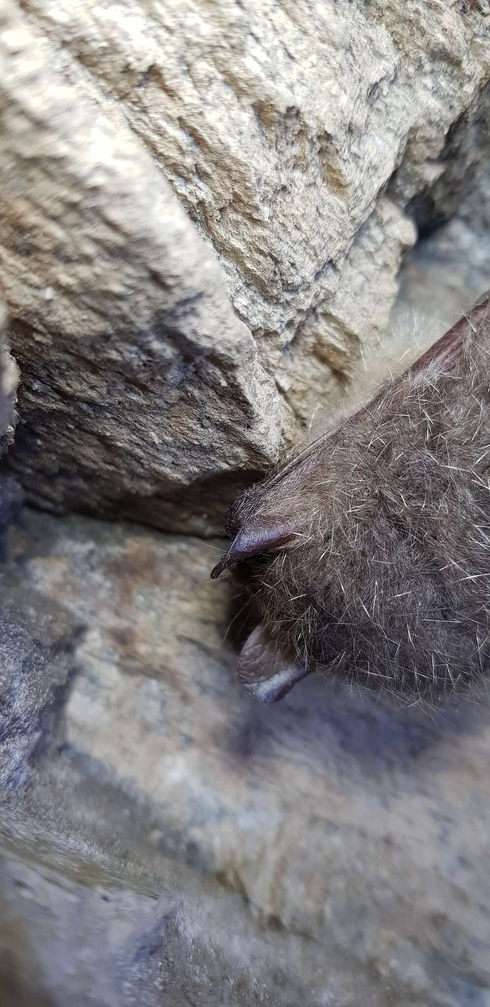 Image of Greater Tube-nosed Bat