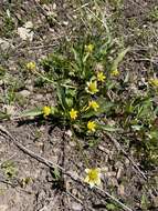 Image of waterplantain buttercup