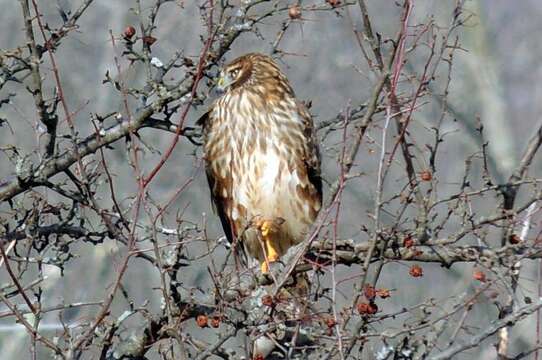 Image of Northern Harrier