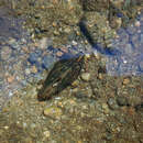 Image of Dwarf Wedge Mussel