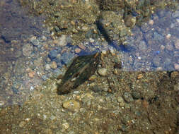 Image of Dwarf Wedge Mussel