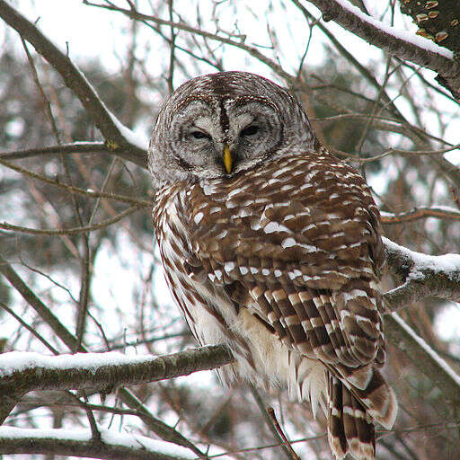 Image of Barred Owl