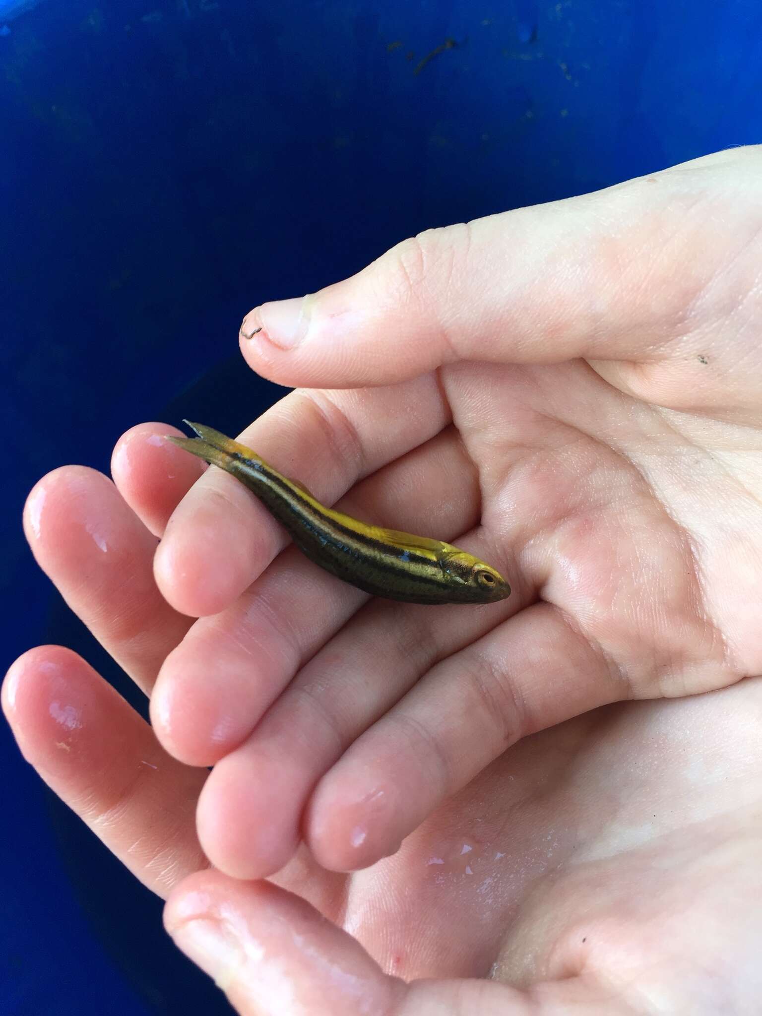 Image of Northern Redbelly Dace