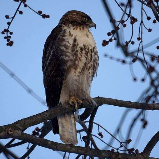 Image of Red-tailed Hawk