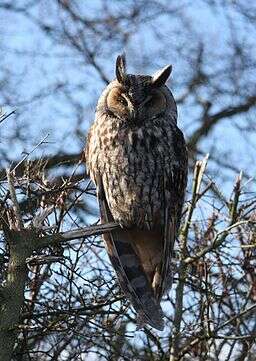 Image of Long-eared Owl