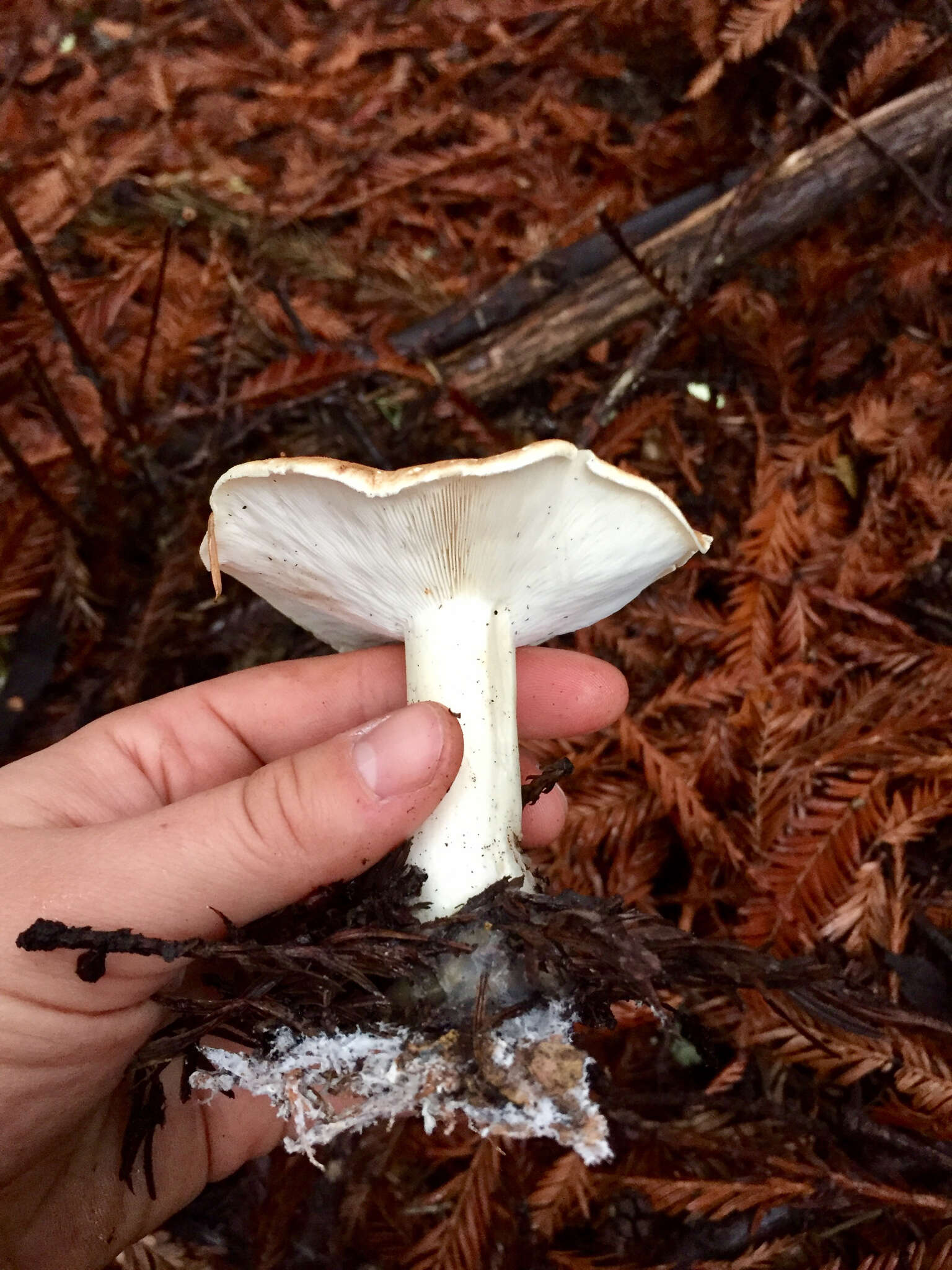 Image of bitter brown leucopaxillus