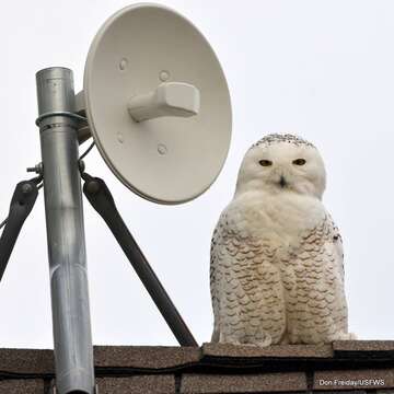 Imagem de Bubo scandiacus (Linnaeus 1758)