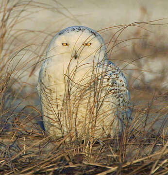 Imagem de Bubo scandiacus (Linnaeus 1758)