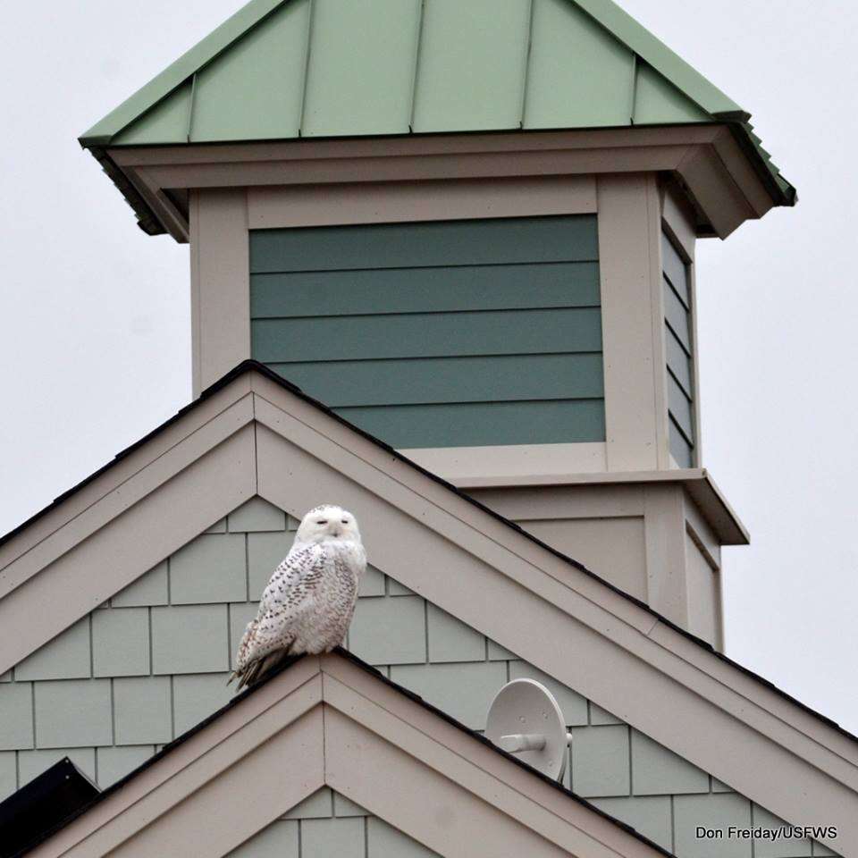 Image of Snowy Owl