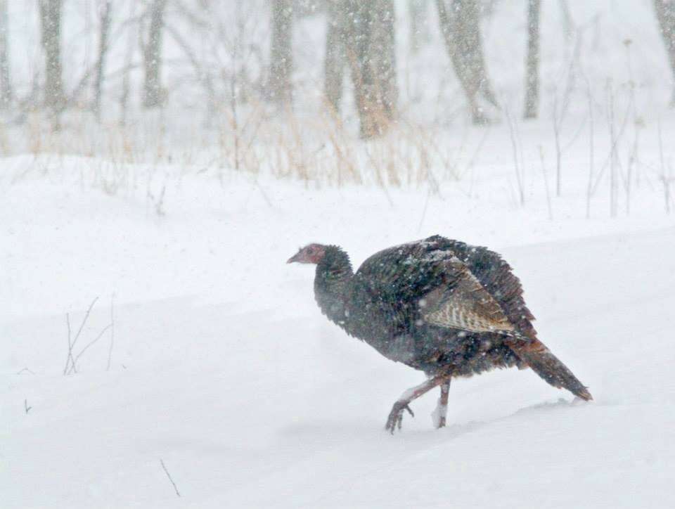 Imagem de Meleagris gallopavo Linnaeus 1758