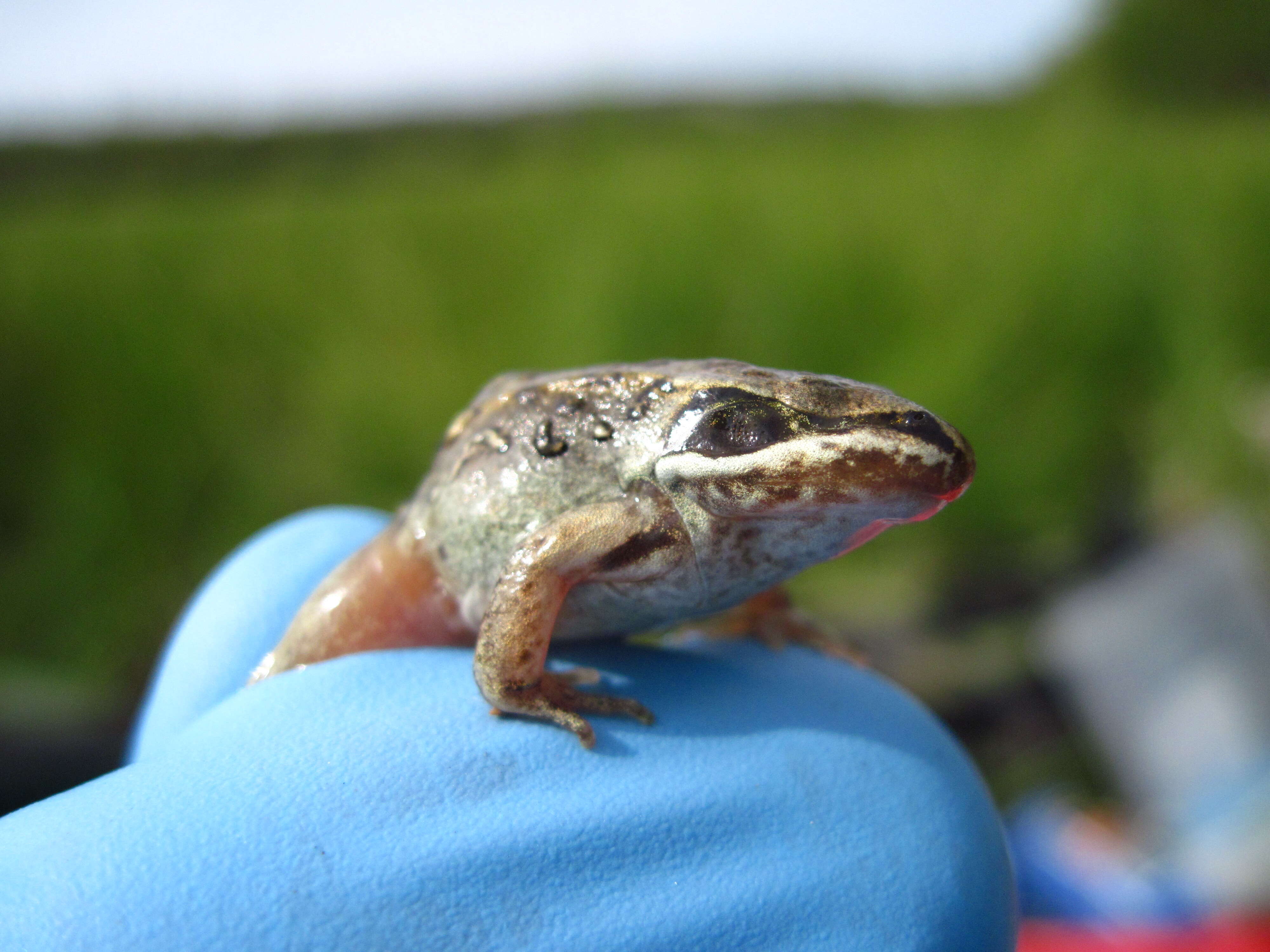 Image of Wood Frog