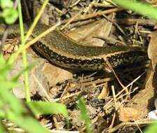 Image of Northern Spotted Skink