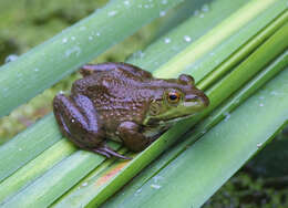 Image of American Bullfrog