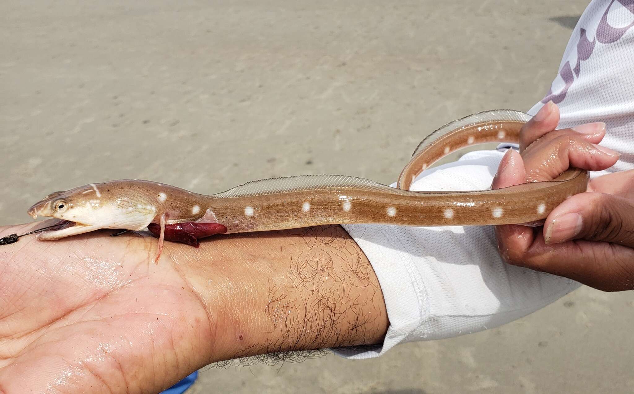 Image of Palespotted Eel