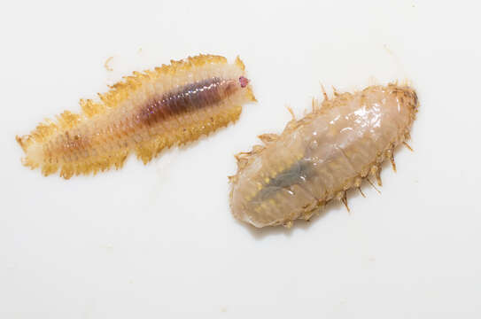 Image of Giant scale worm