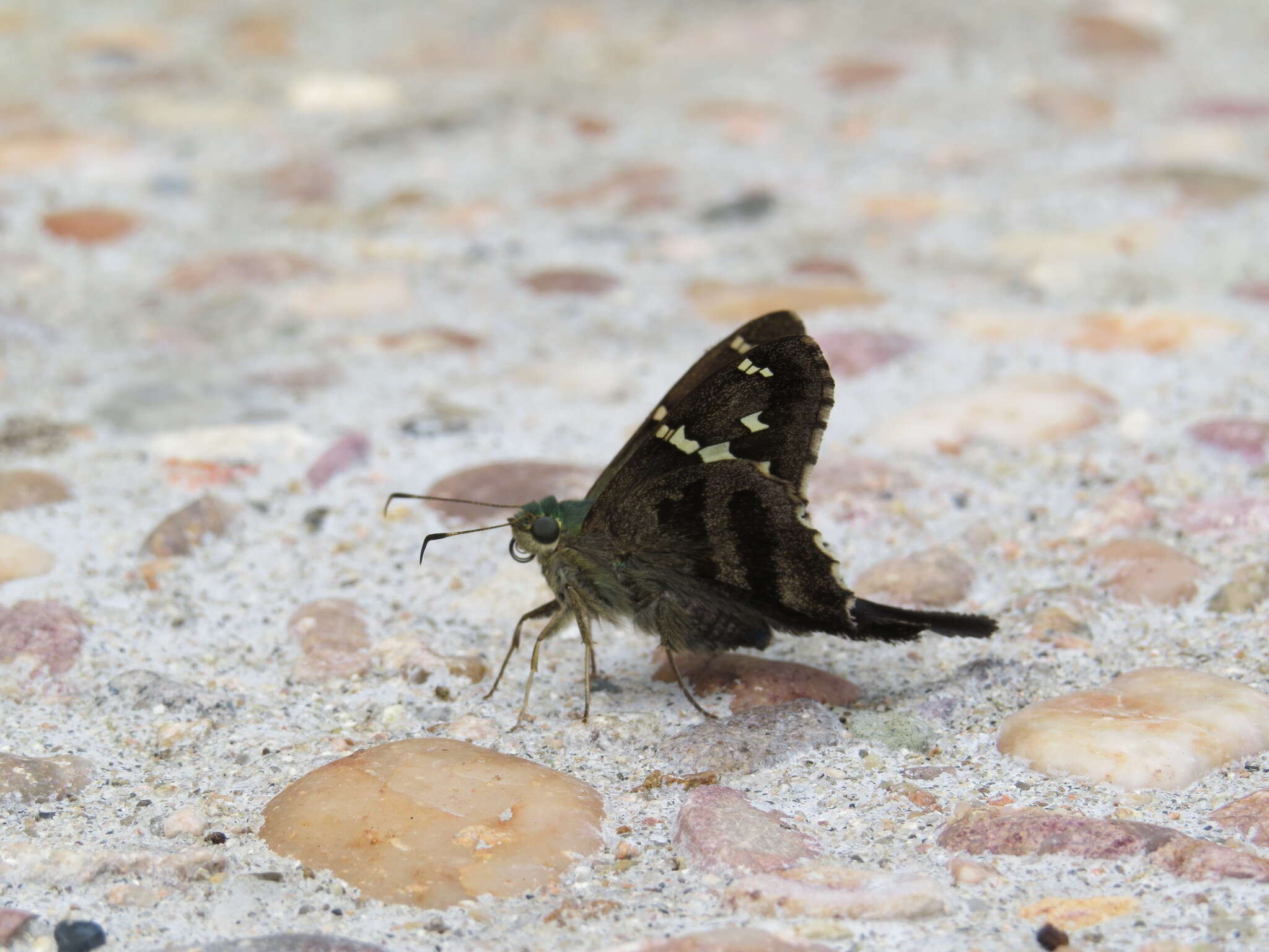 Plancia ëd Urbanus viterboana Ehrmann 1907