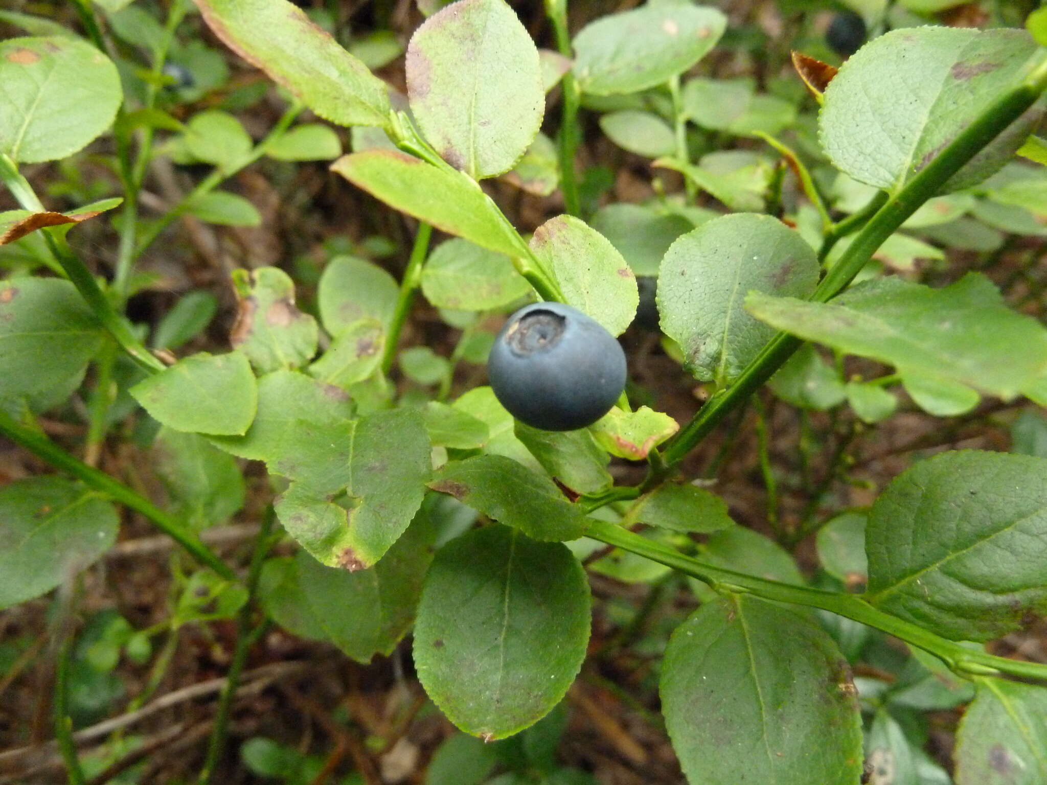 Image of Vaccinium myrtillus subsp. myrtillus