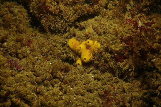 Image of Aiolochroia thiona (Laubenfels 1930)