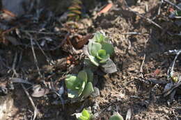 Image of Crassula lactea