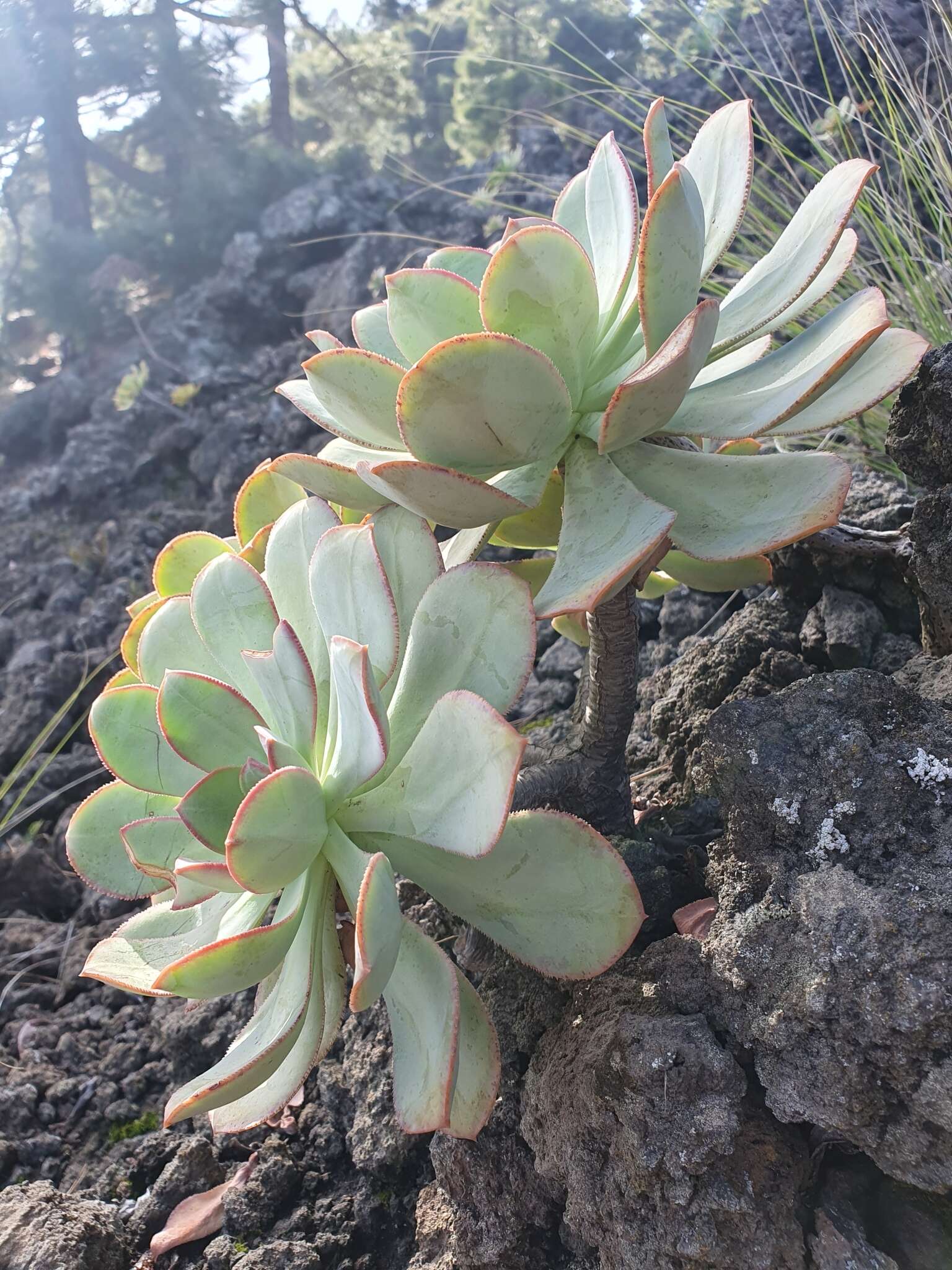 Image of Aeonium davidbramwellii H. Y. Liu