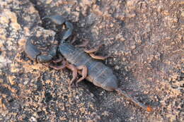 Image of Opisthacanthus laevipes Vellard 1932