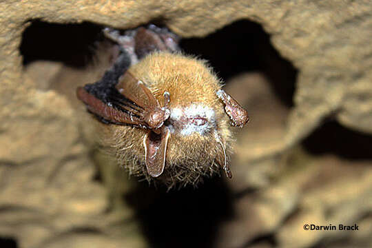 Image of Eastern Pipistrelle