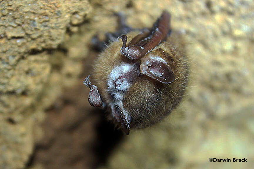 Image of Eastern Pipistrelle