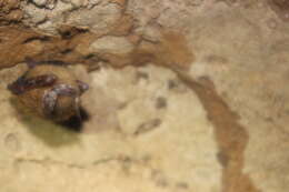 Image of Eastern Pipistrelle