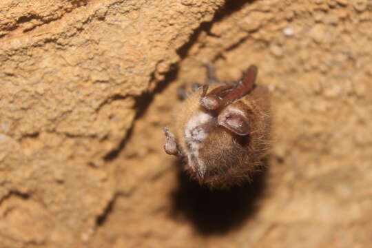 Image of Eastern Pipistrelle