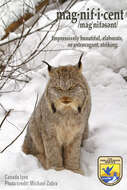 Image of American lynx