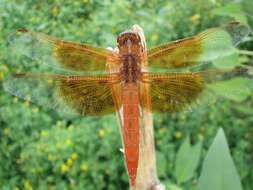 Image of Flame Skimmer