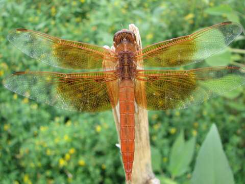 Image of Flame Skimmer