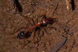 صورة Myrmecia brevinoda Forel 1910