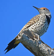 Image of Gilded Flicker