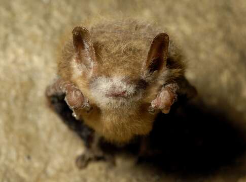 Image of Eastern Pipistrelle