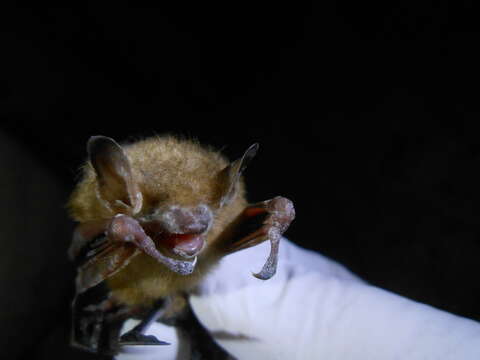 Image of Eastern Pipistrelle