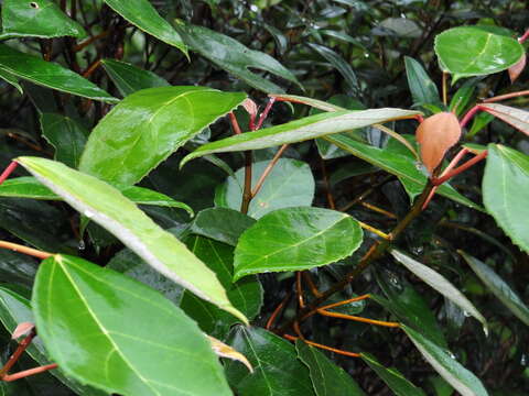 Ficus grossularioides Burm. fil.的圖片