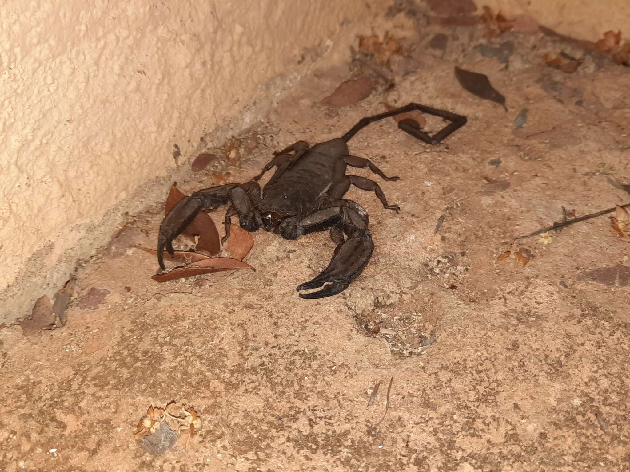 Image of Flat rock scorpion