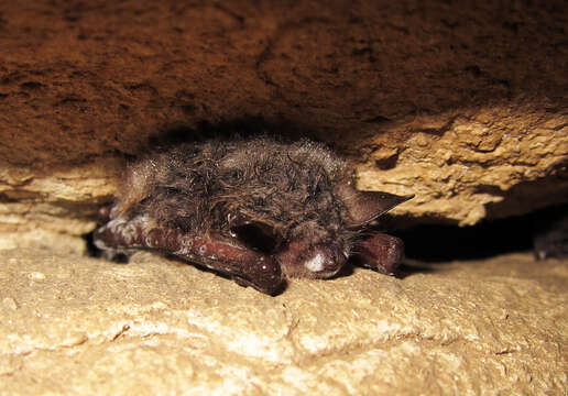 Image of Northern Long-Eared Bat