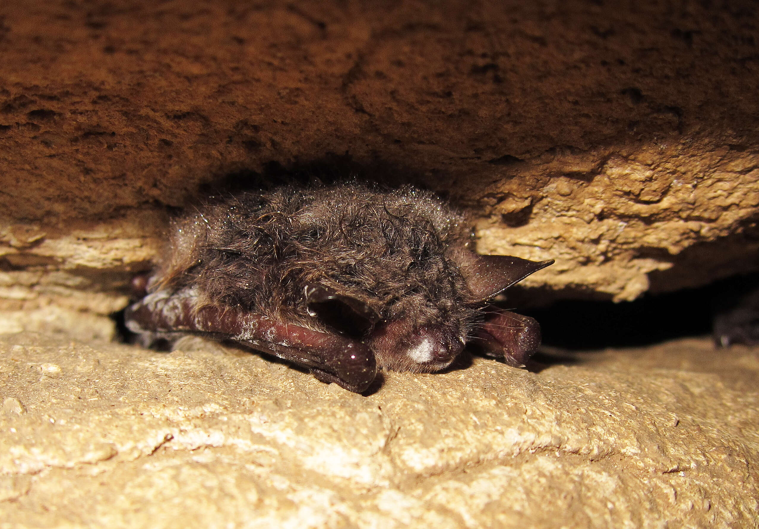 Image of Northern Long-Eared Bat