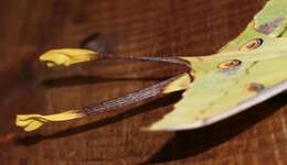 Image of African Luna Moth