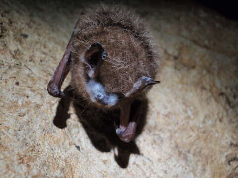 Image of Eastern Pipistrelle