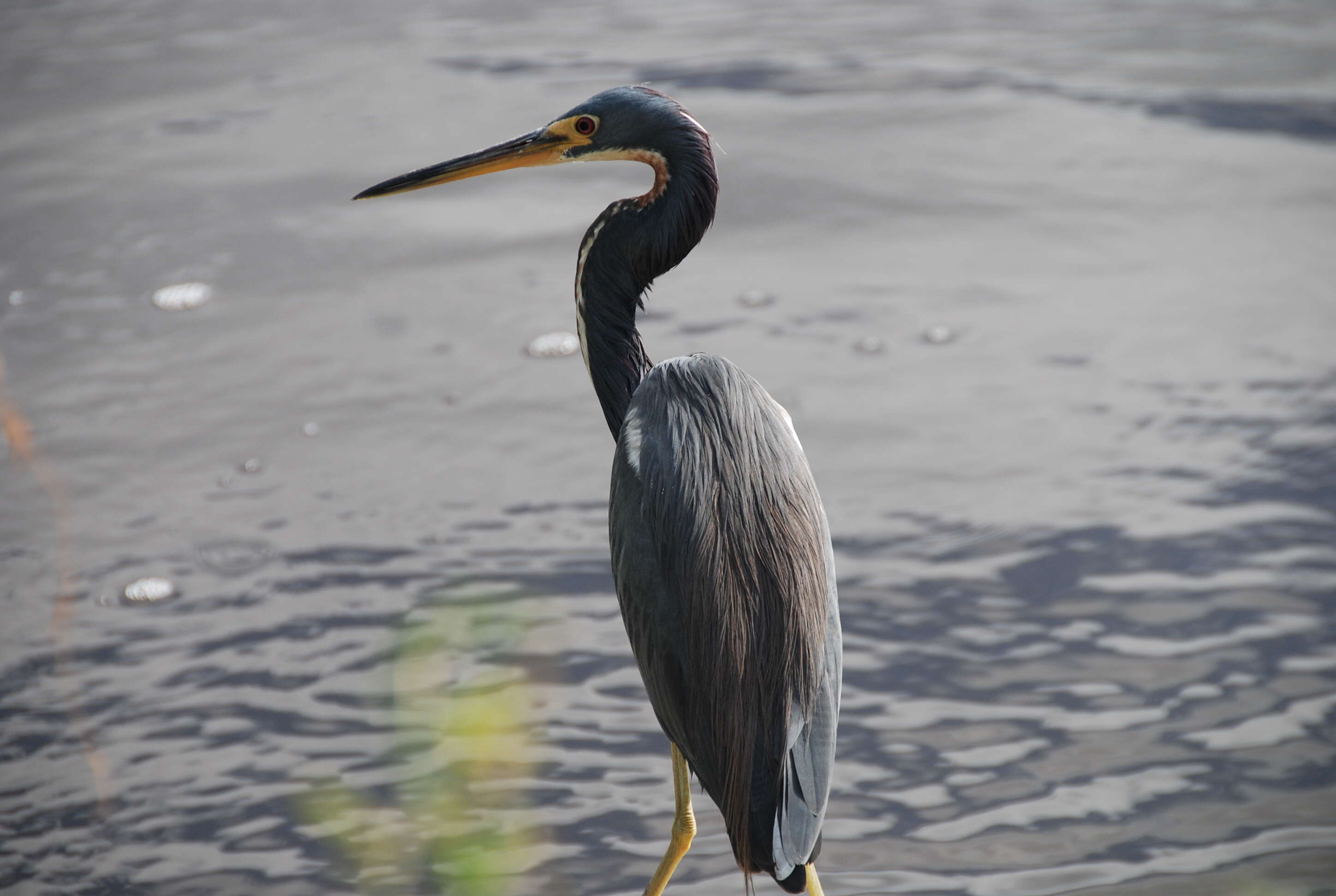 Image de Aigrette tricolore