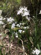 Image of Libertia tricocca Phil.