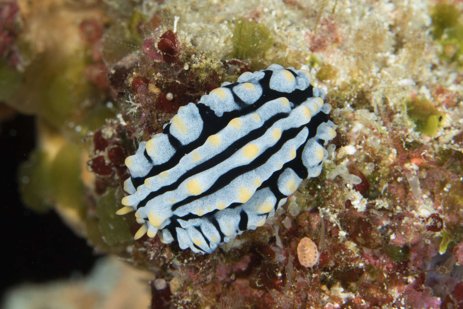 Image of Lumpy black bluegrey orange slug