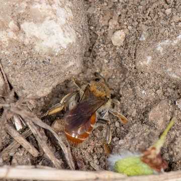 Image of Andrena andrenoides (Cresson 1878)