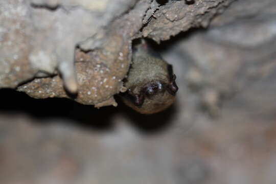 Image of little brown bat