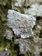 Image of Bumpy rim-lichen;   Rim lichen